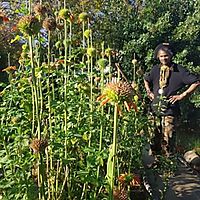 Franschhoek Medicinal Garden image